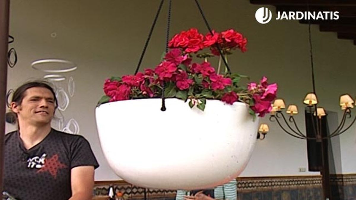 composicion alegrias guineanas geranio deco 302