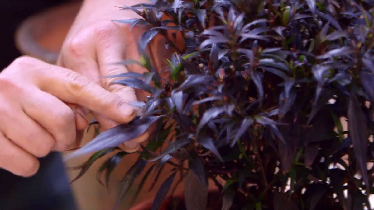 brico 916 3 escudo persa plantas hoja negra caracteristicas