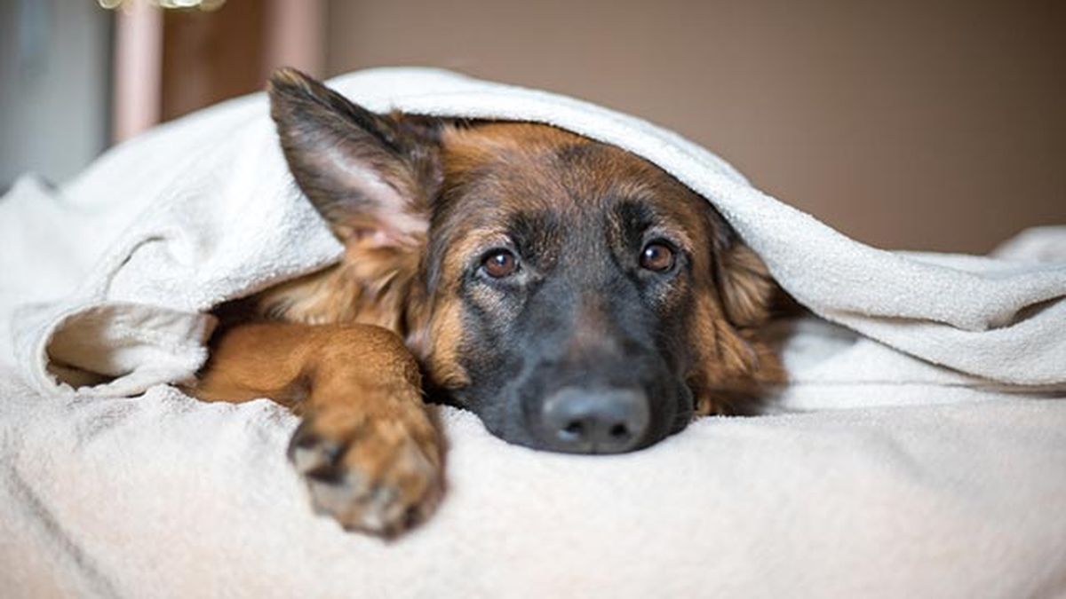 pastor aleman triste