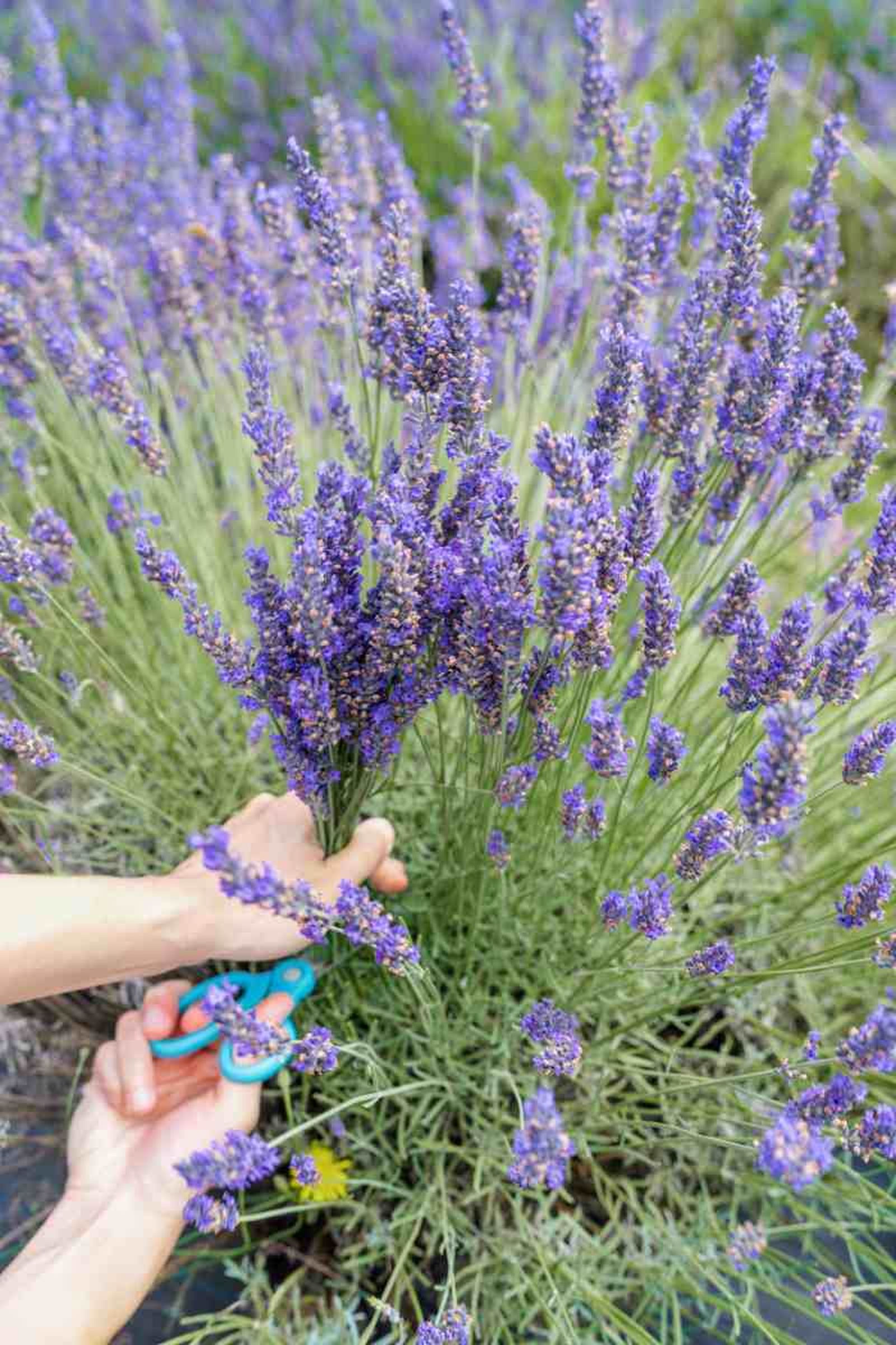 Podar la lavanda favorece su crecimiento y floración.