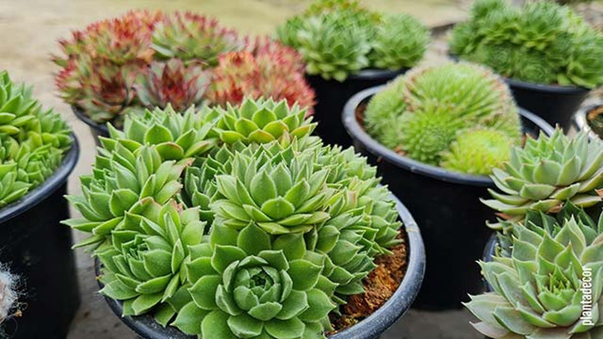 Plantas sempervivum