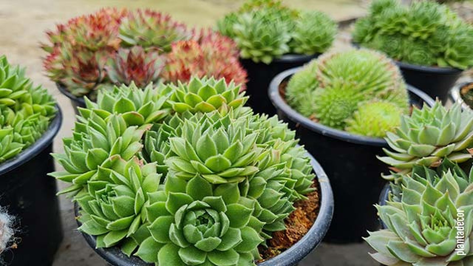 Plantas sempervivum