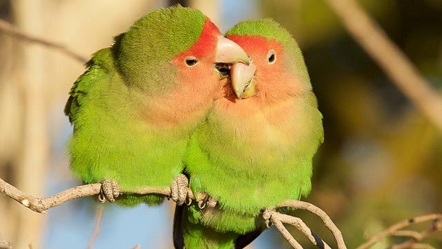 agapornis 5 pareja
