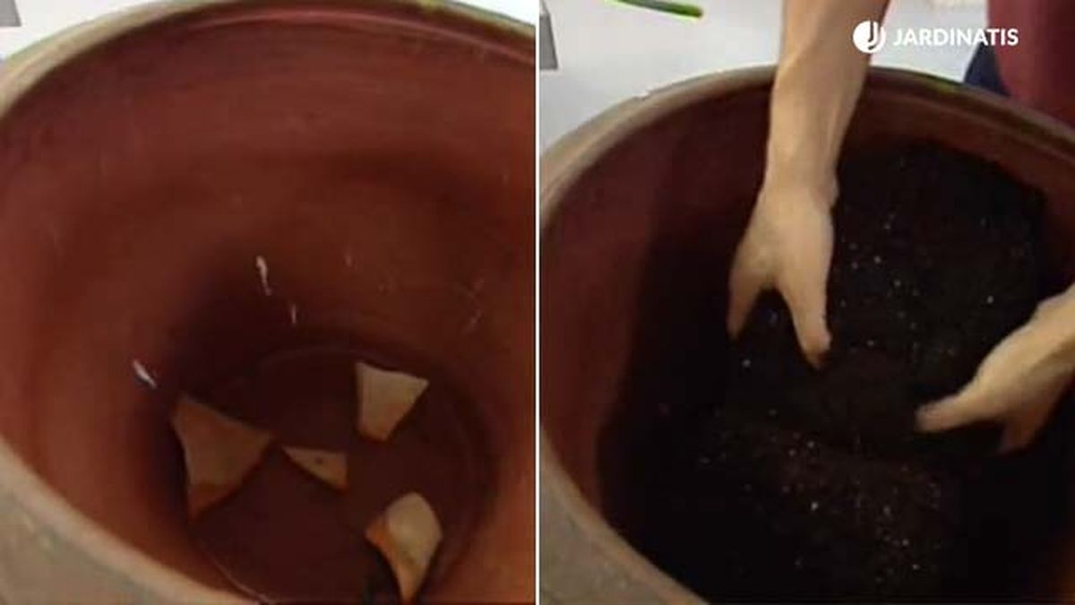 composicion con ave del paraiso paso 1 deco 081