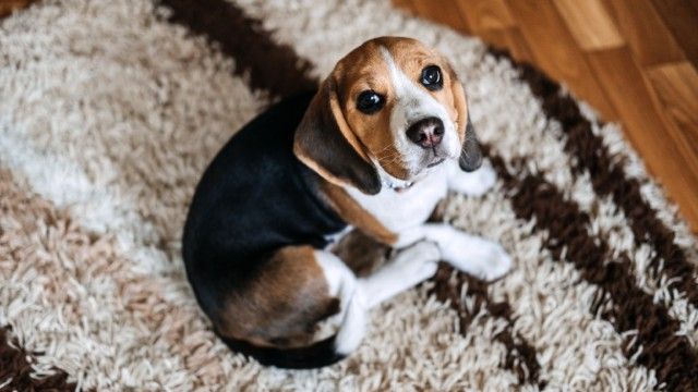 beagle 8