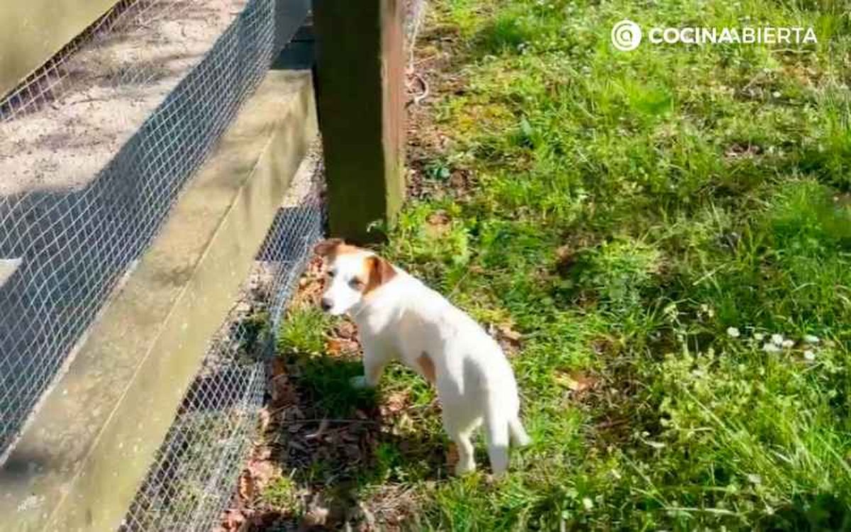 La perrita Lili de Karlos Arguiñano