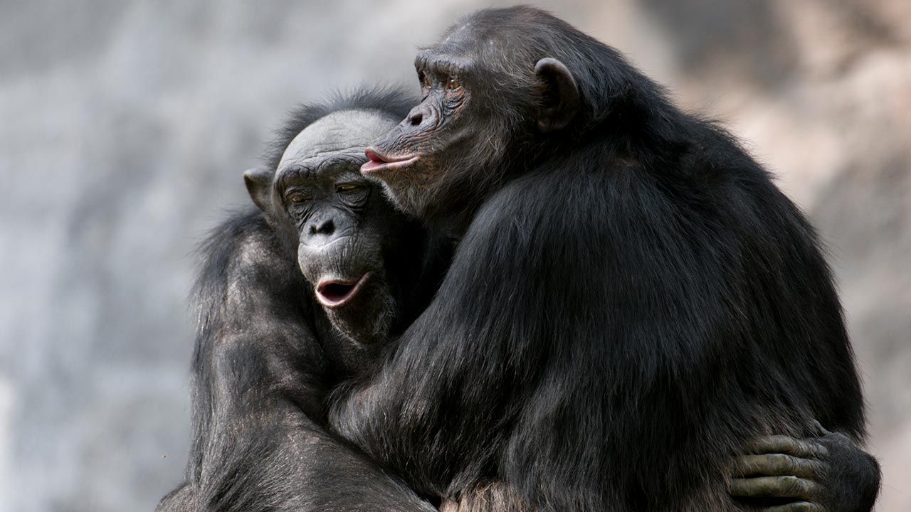 mejores abrazos mundo animal 11