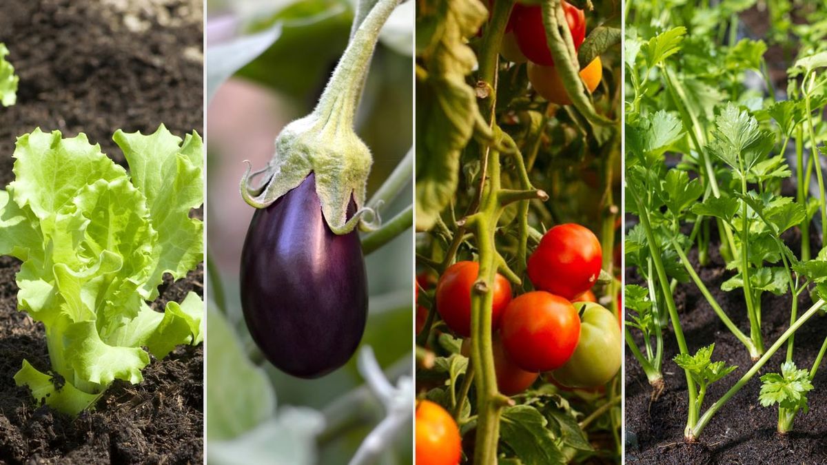 frutas verduras plantar agosto hemisferio sur xl