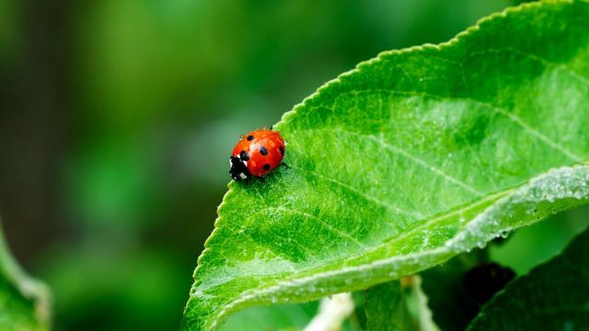 mariquita insecto beneficioso huerto