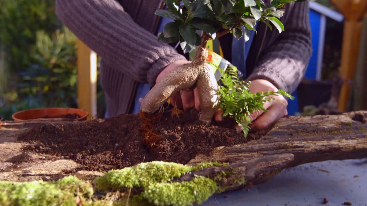 brico 0897 jardineria como crear micro paisaje paso 5