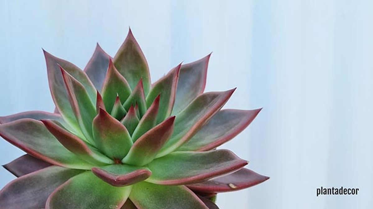 echeveria antares plantadecor jardinatis