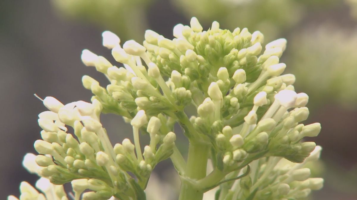 deco 697 jardineria plantas silvestres jardin centranthus ruber flor