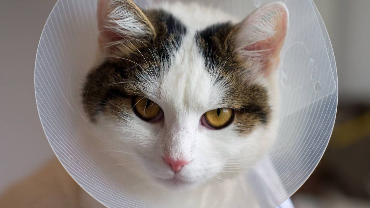 Por qué mi gata está recién castrada y no se queda quieta.