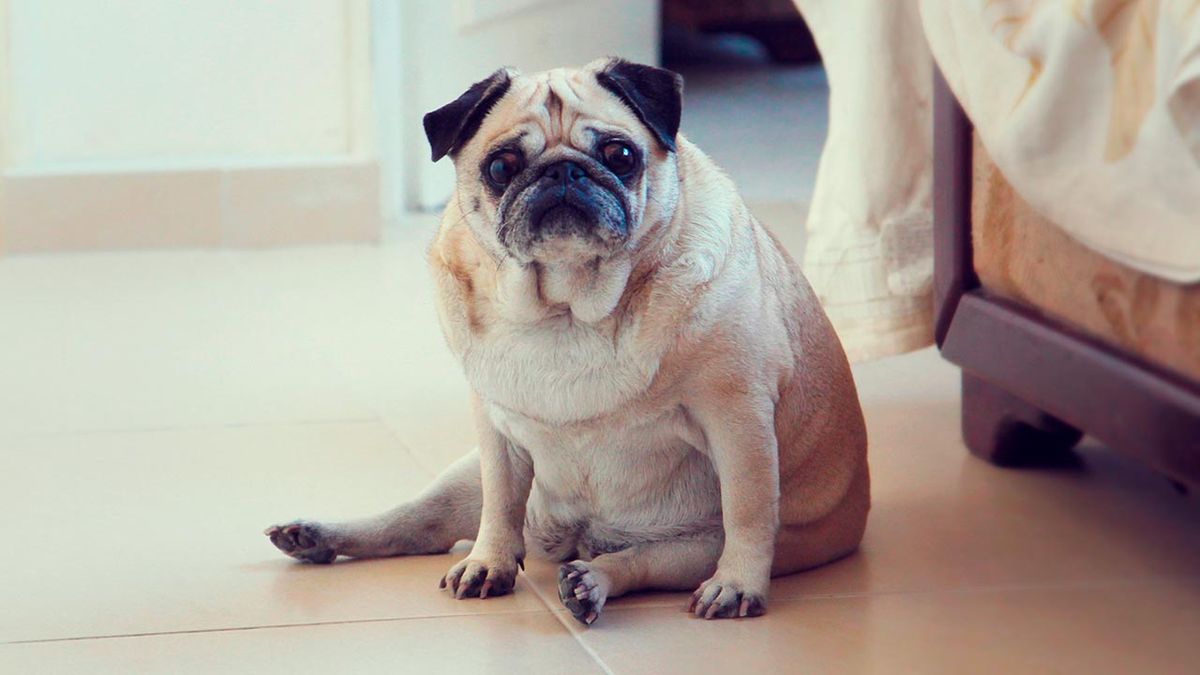 Dale la ración recomendada para su peso y combínalo con buenos paseos.