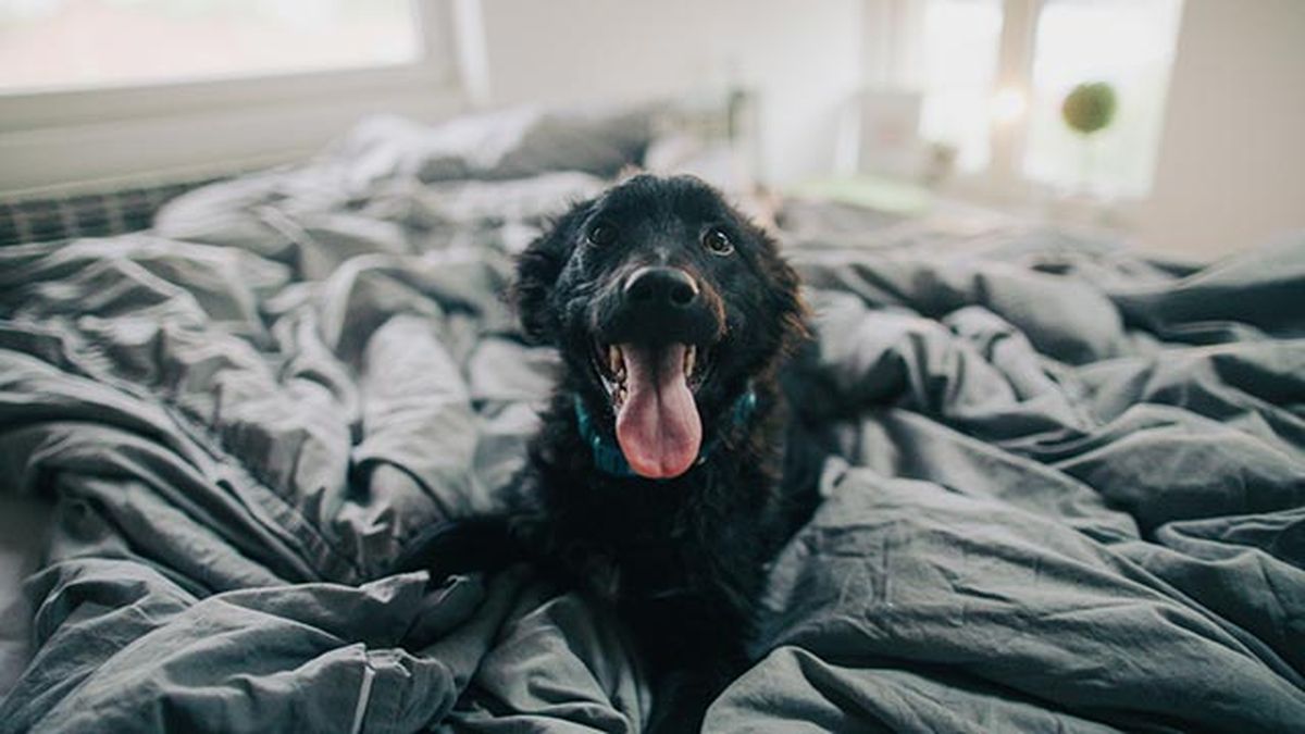 perro en la cama