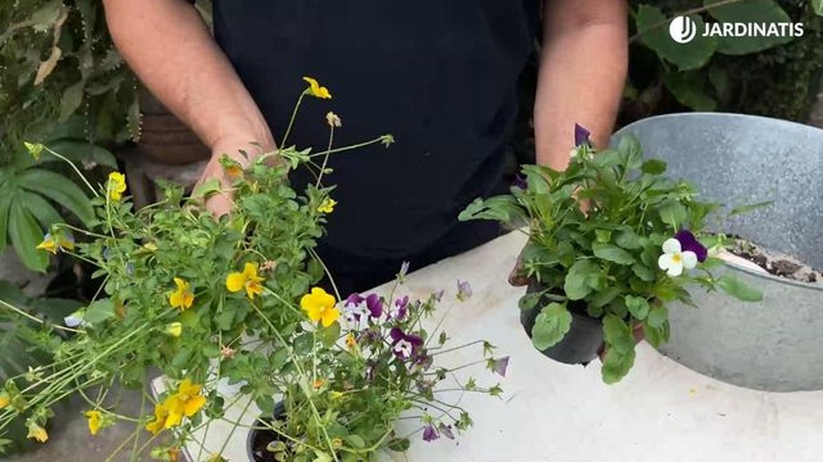 viola porte colgante viola compacta jardinatis 22 25