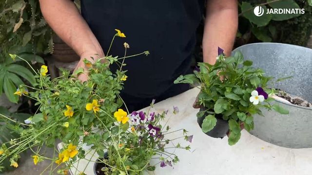 viola porte colgante viola compacta jardinatis 22 25