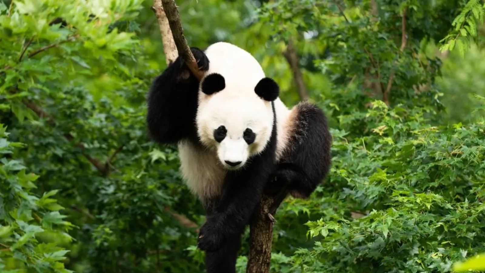 curiosidades del oso panda si