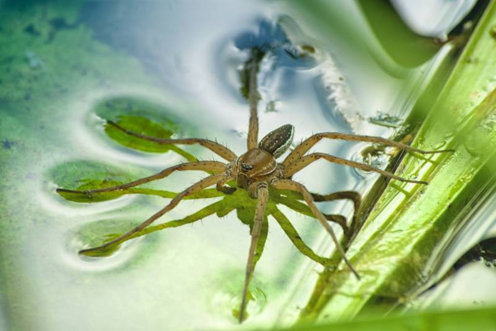 Tiene un papel decisivo relacionado con la regulación de las poblaciones de insectos acuáticos.