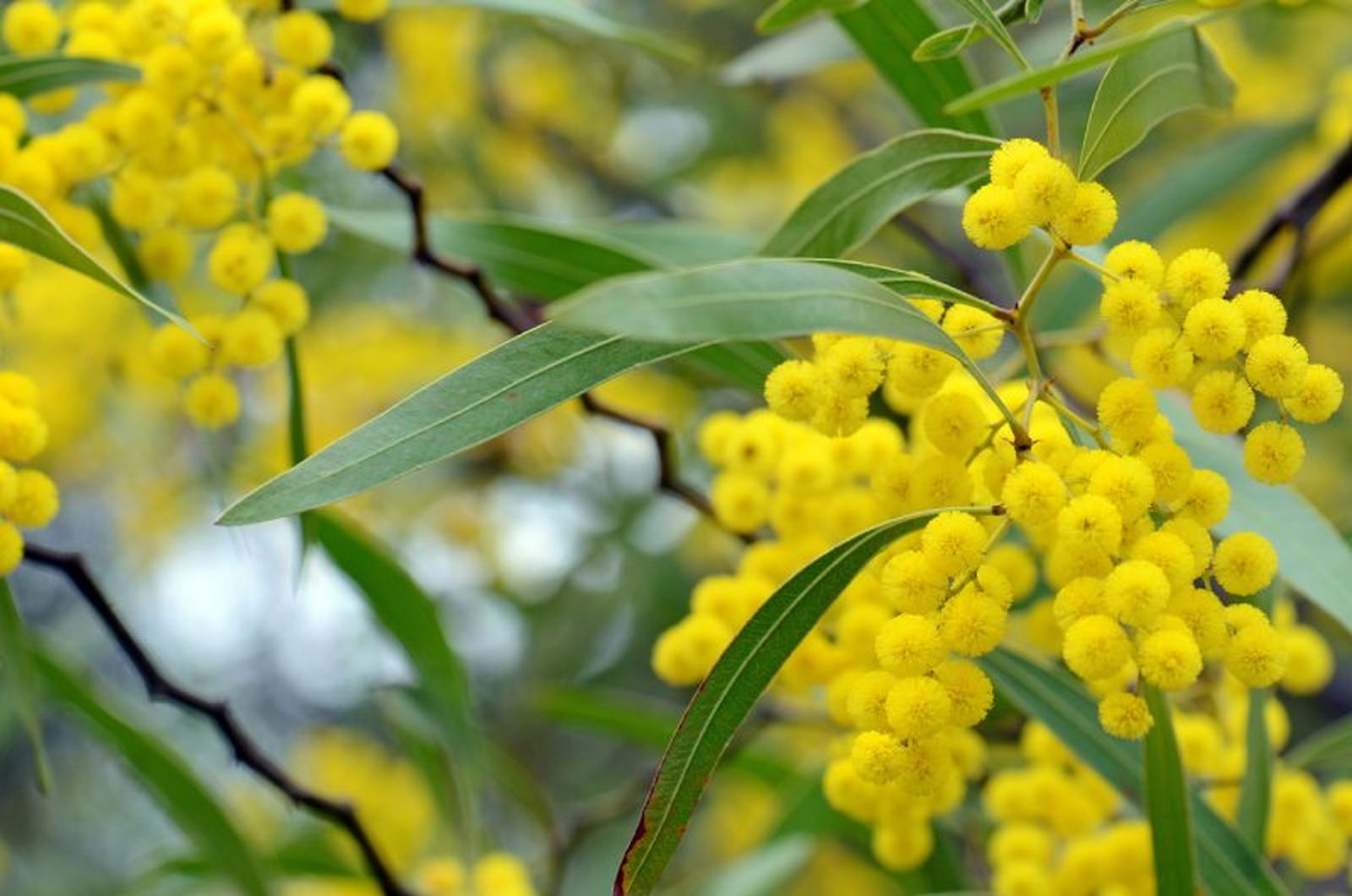 Acacia macradenia.