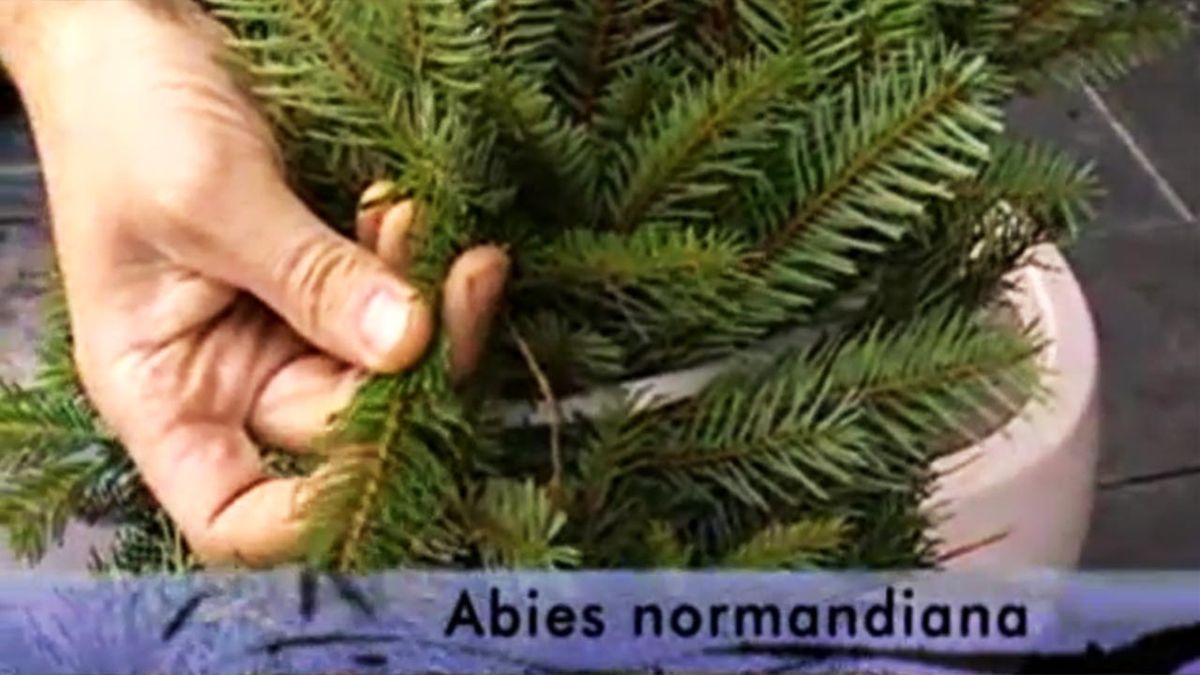 deco 278 abies normandiana
