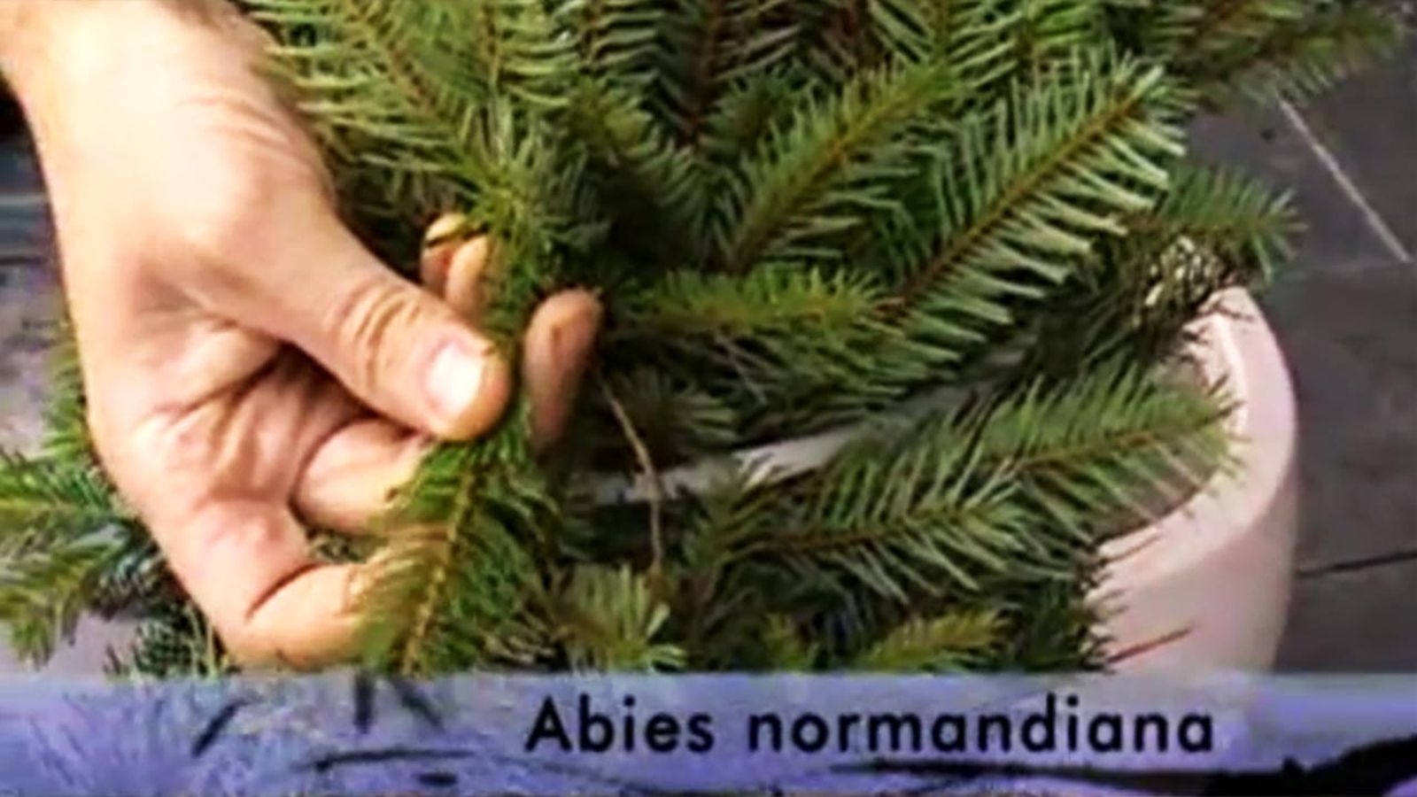 deco 278 abies normandiana