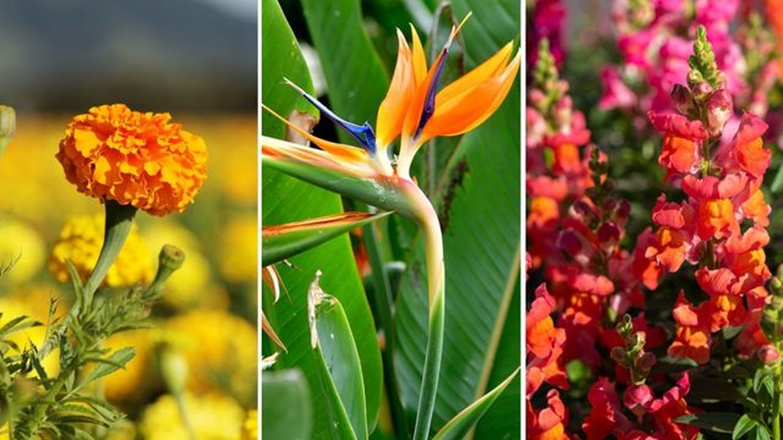 flores naranjas tagete erecta ave del paraiso boca de dragon
