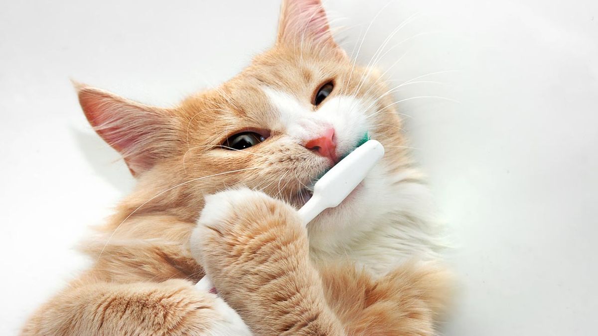 gingivitis gatos