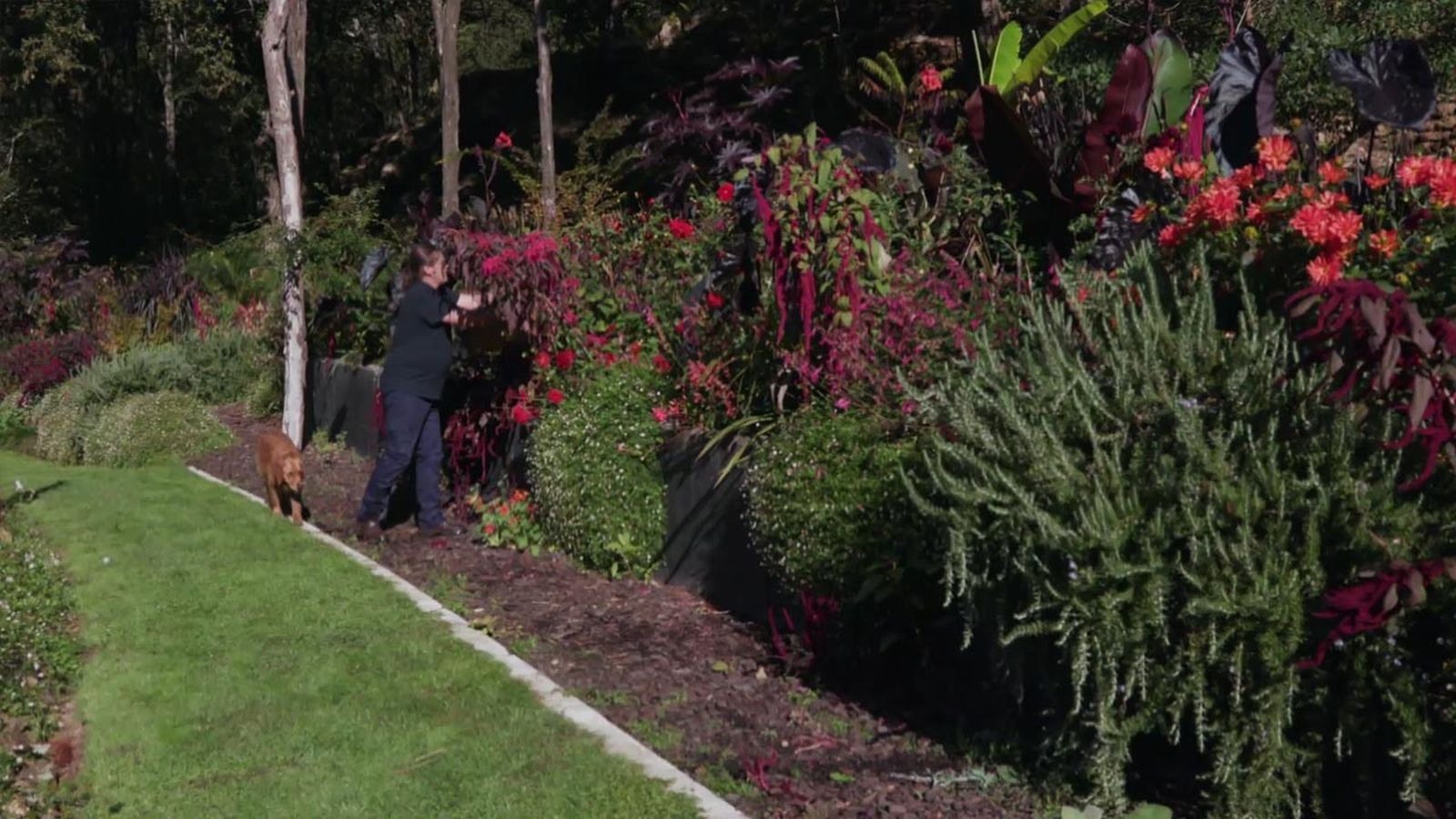 brico 1005 jardin cosecha semillas otono jardin amaranto