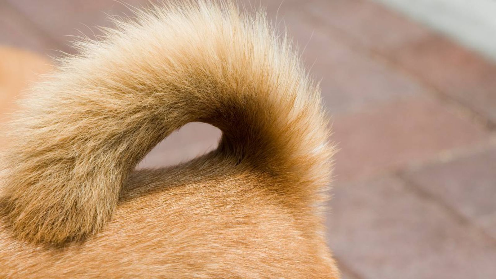 La cola de un perro de la raza Shiba Inu
