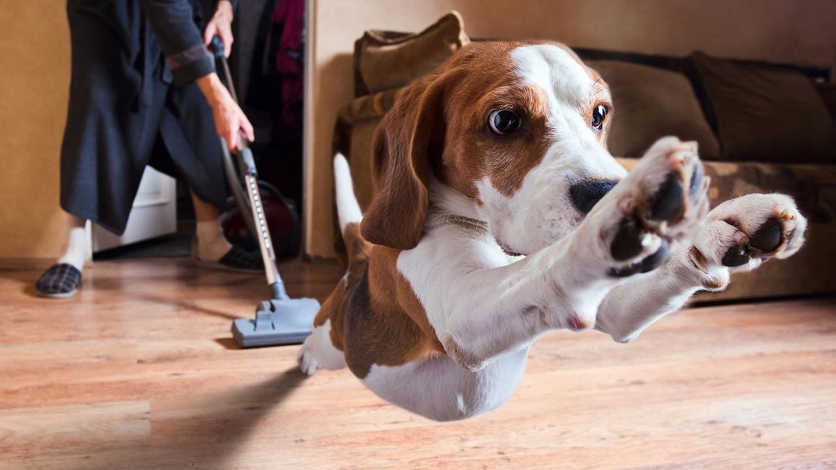 trastornos emocionales perros 5