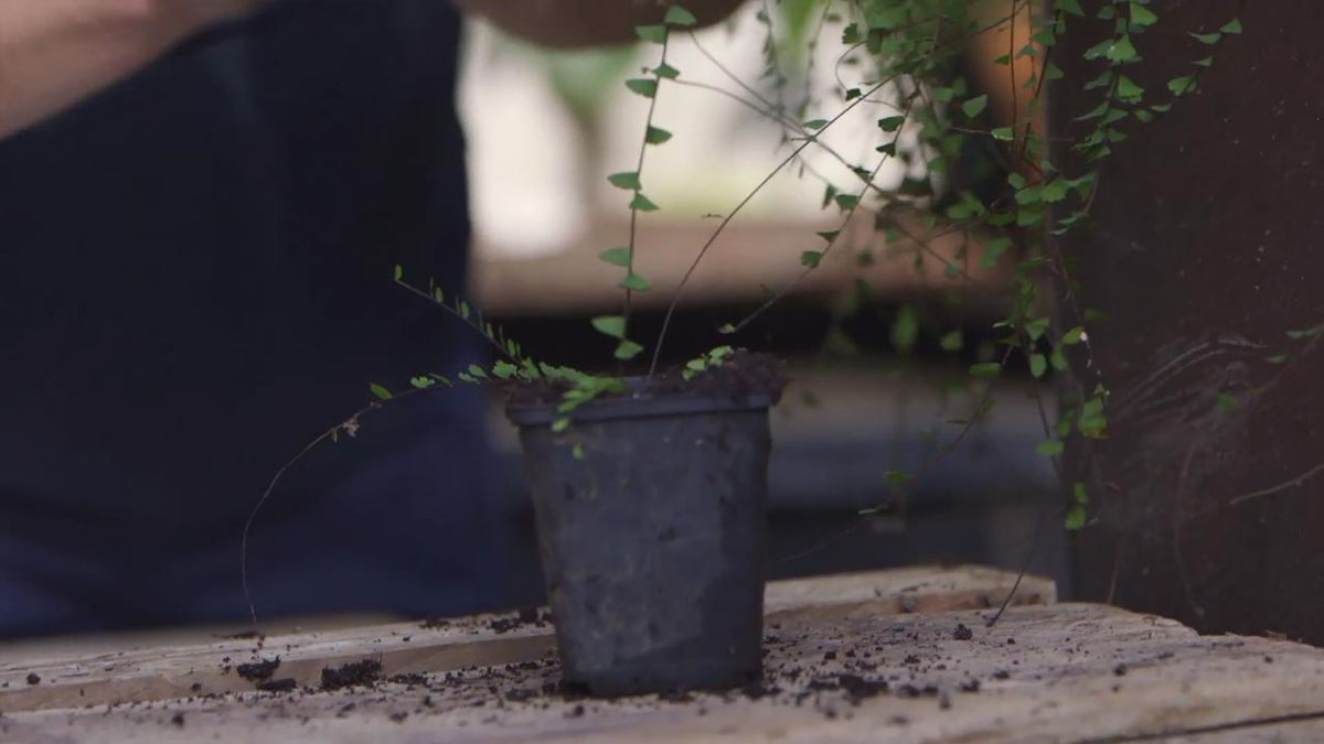 brico 1017 jardin Helecho