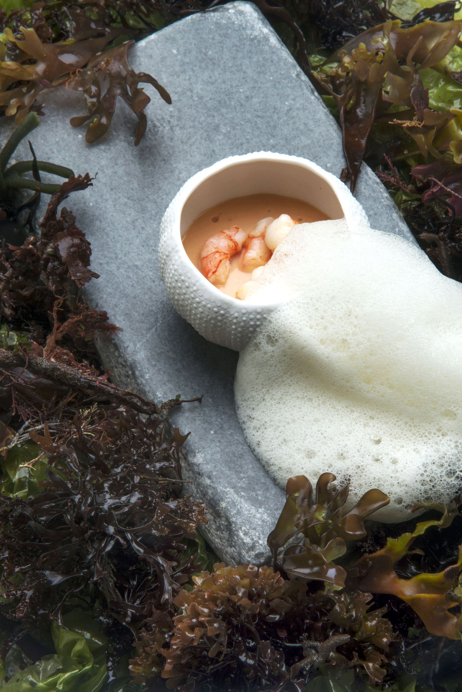 6020 2 Royal de gamba roja xl