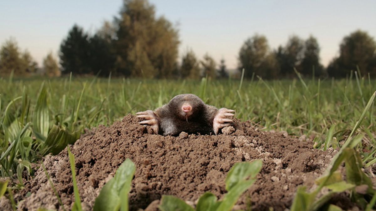 como eliminar topos del jardín