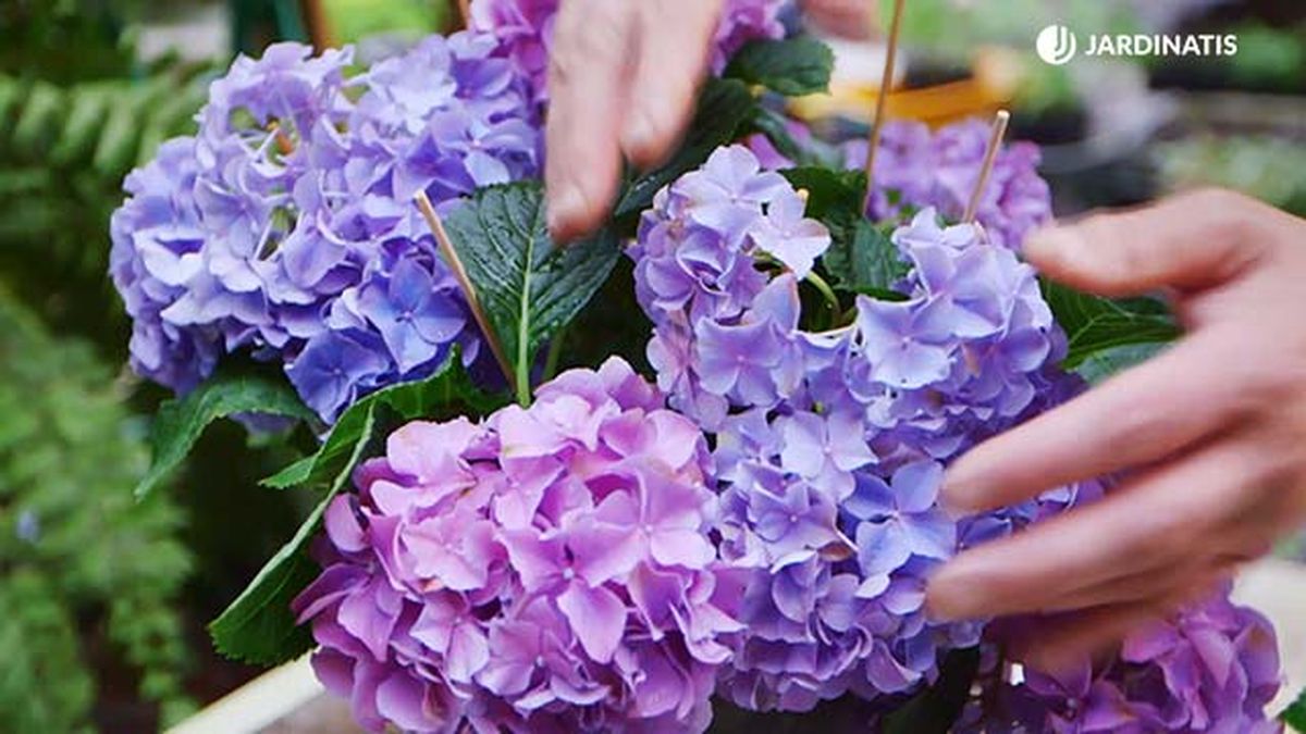 brico 0917 3 potenciar color hortensias variedad lila