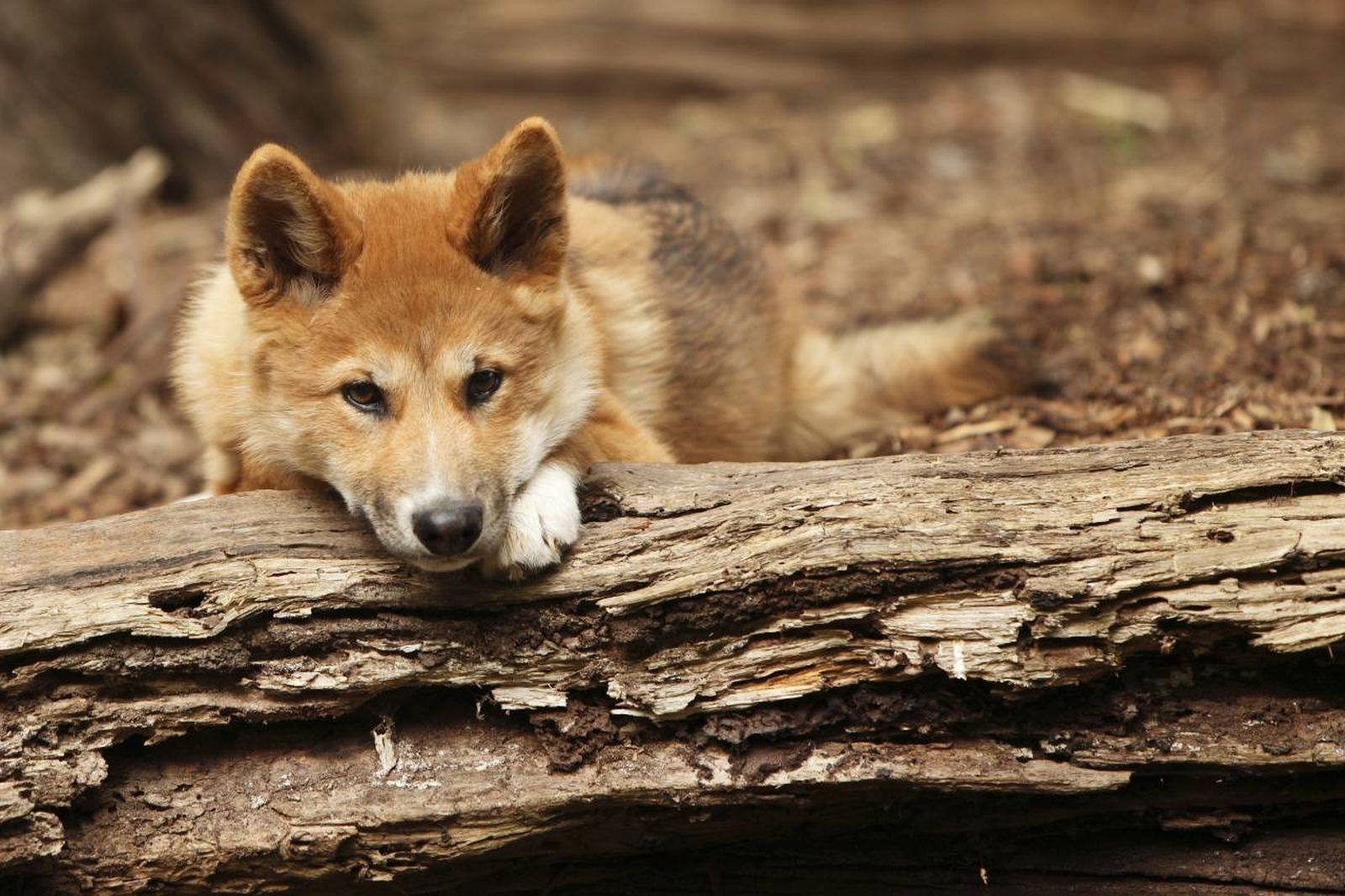 El Dingo, un animal que ocupa un lugar sin definir pero que cabalga entre el lobo y el perro.