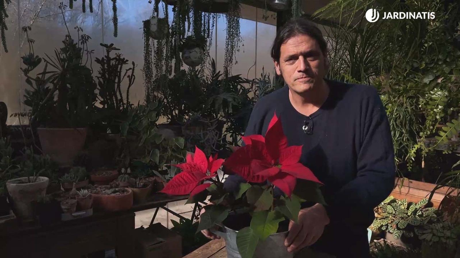 como conservar la flor de pascua despues de navidad y que vuelva a florecer jardinatis