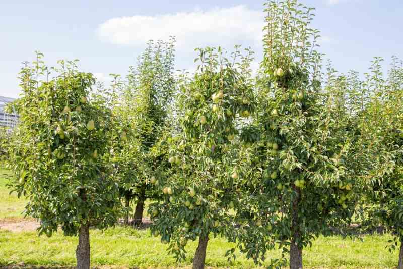 Pyrus communis.