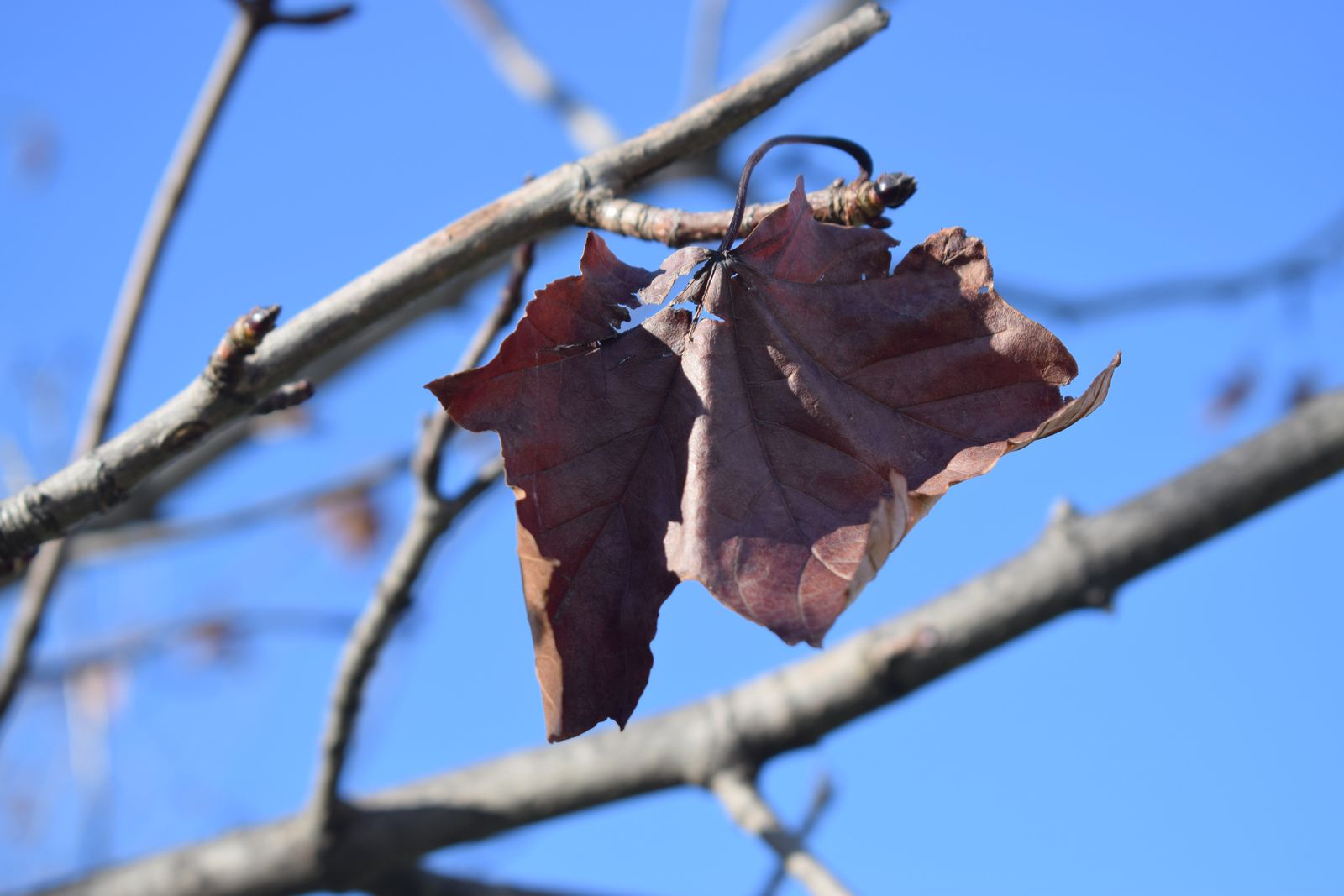 tareas jardin invierno xl