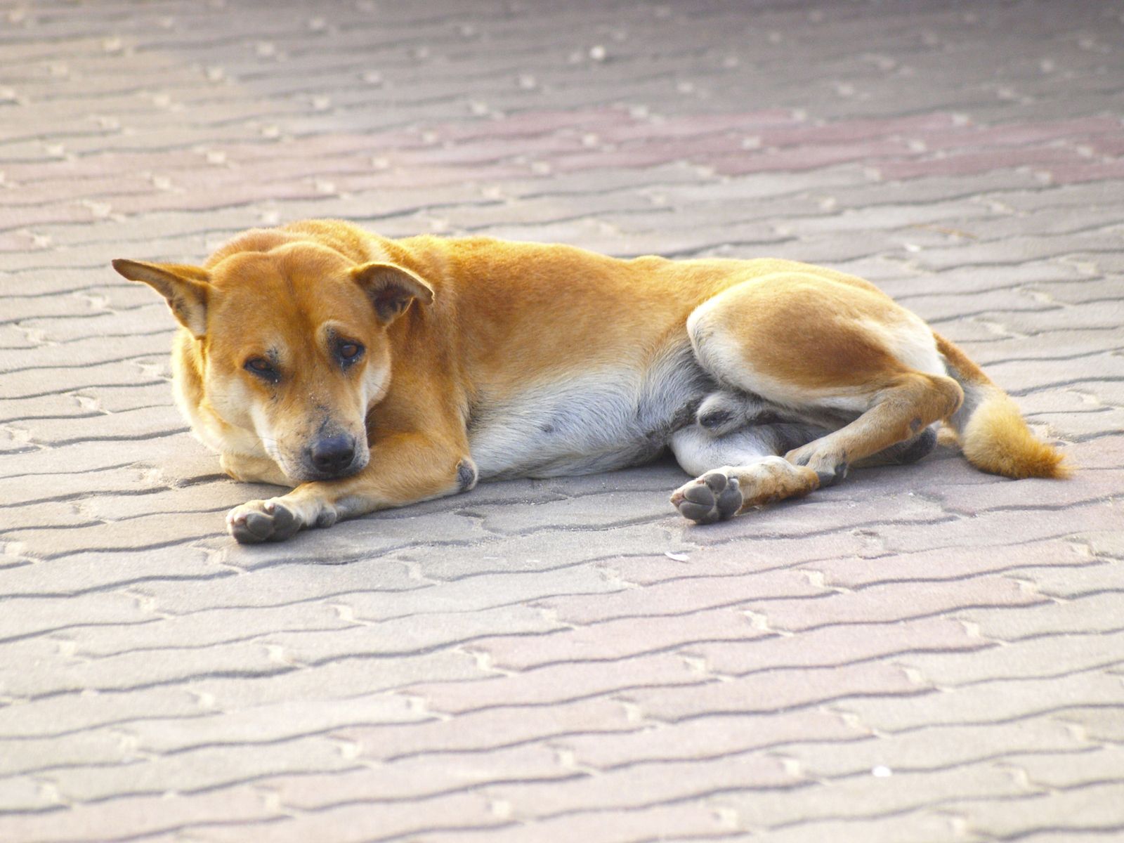 MASCT020 rescate mastin peligro carreteras xl