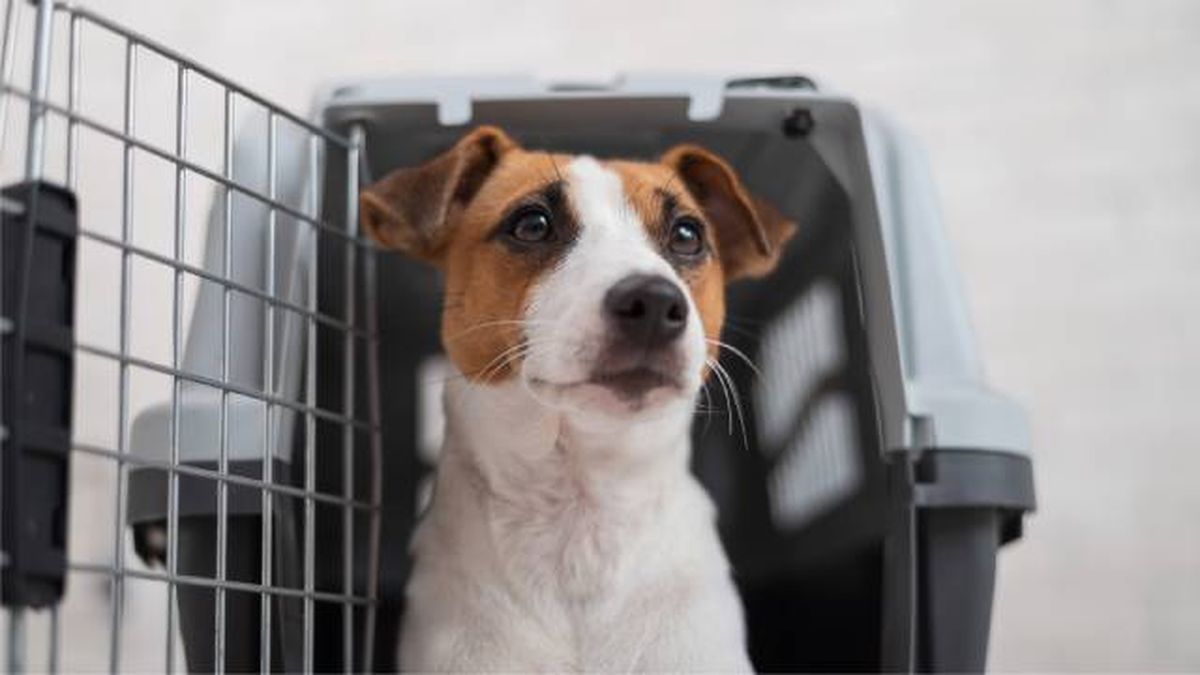 empresas especializadas en el transporte de animales de compania servicios