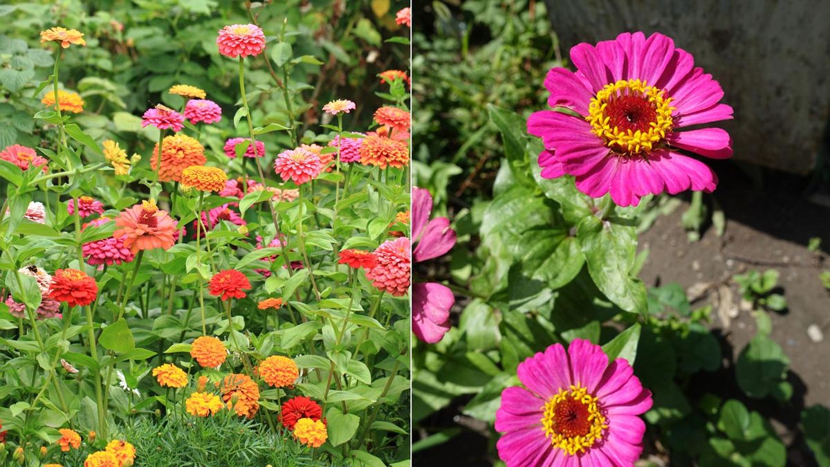 zinnia o flor de papel cuidados y caracteristicas de esta planta jardinatis