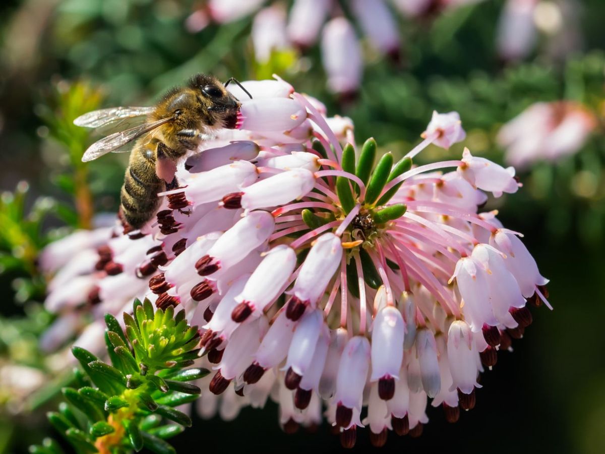 La Erica multiflora es una estupenda planta melifera.