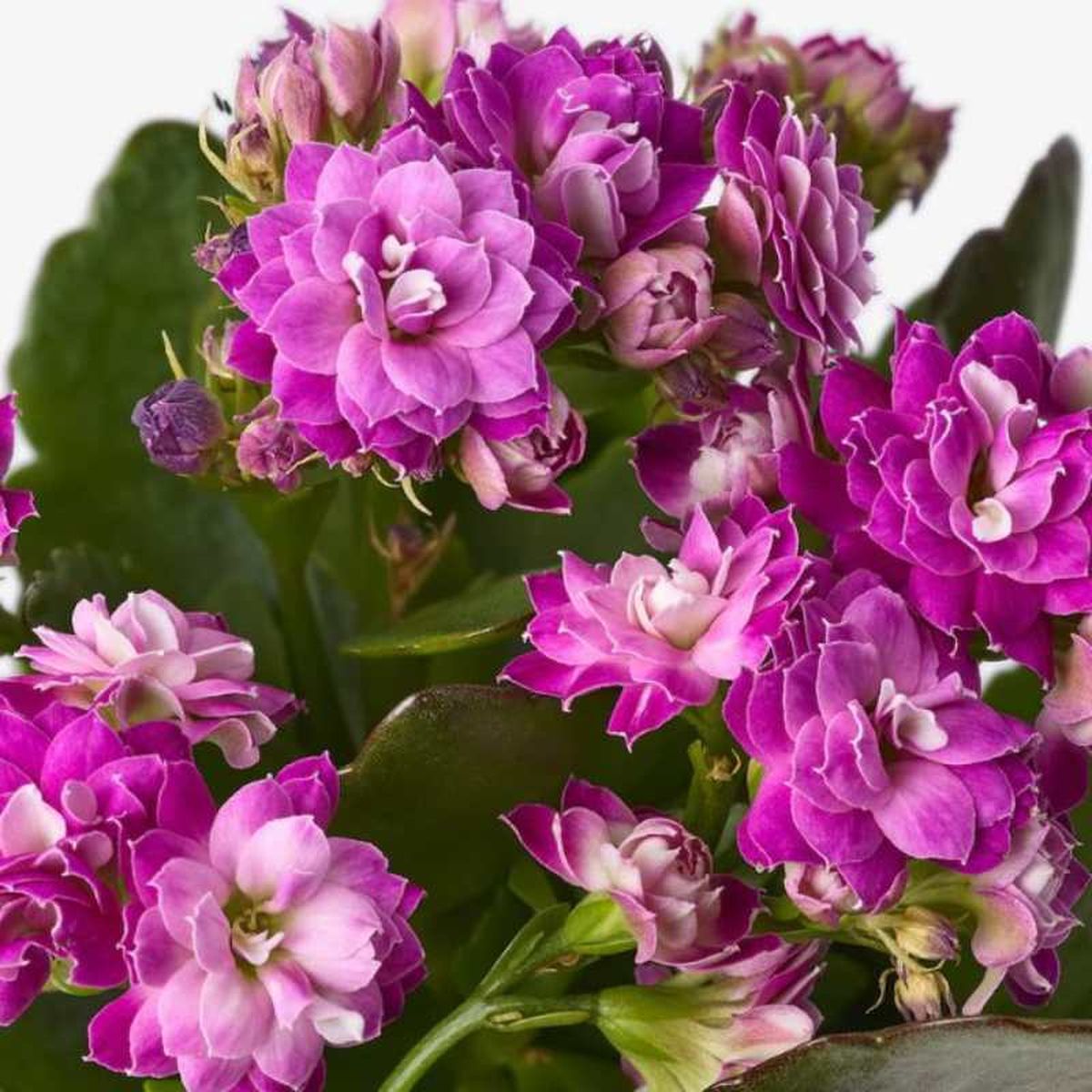 Kalanchoe