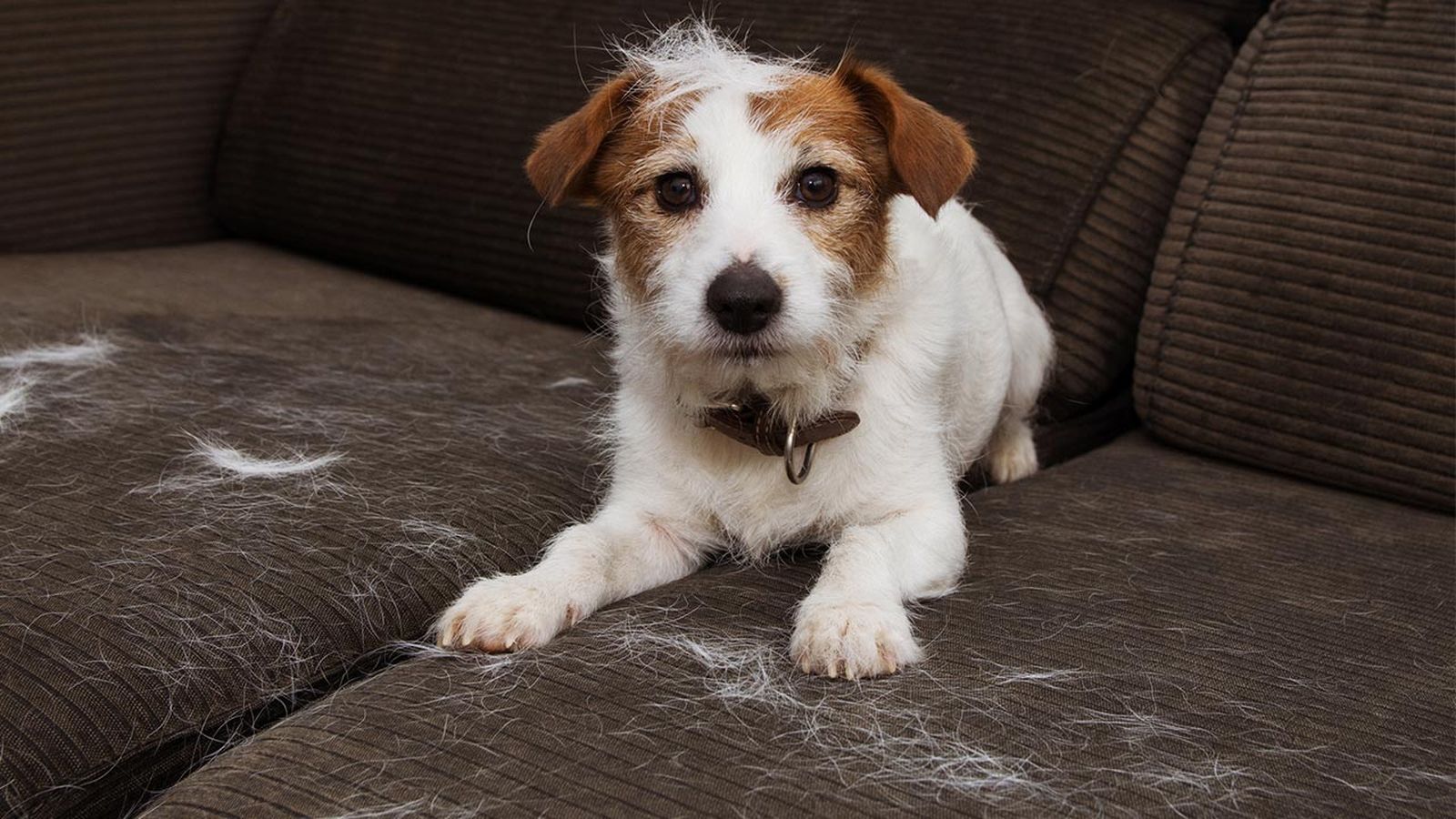 como quitar los pelos de las mascotas sofa cama ropa trucos infalibles