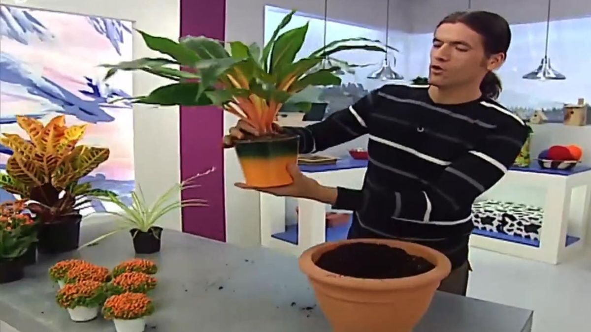 deco jardin 112 Chlorophytum Green Orange