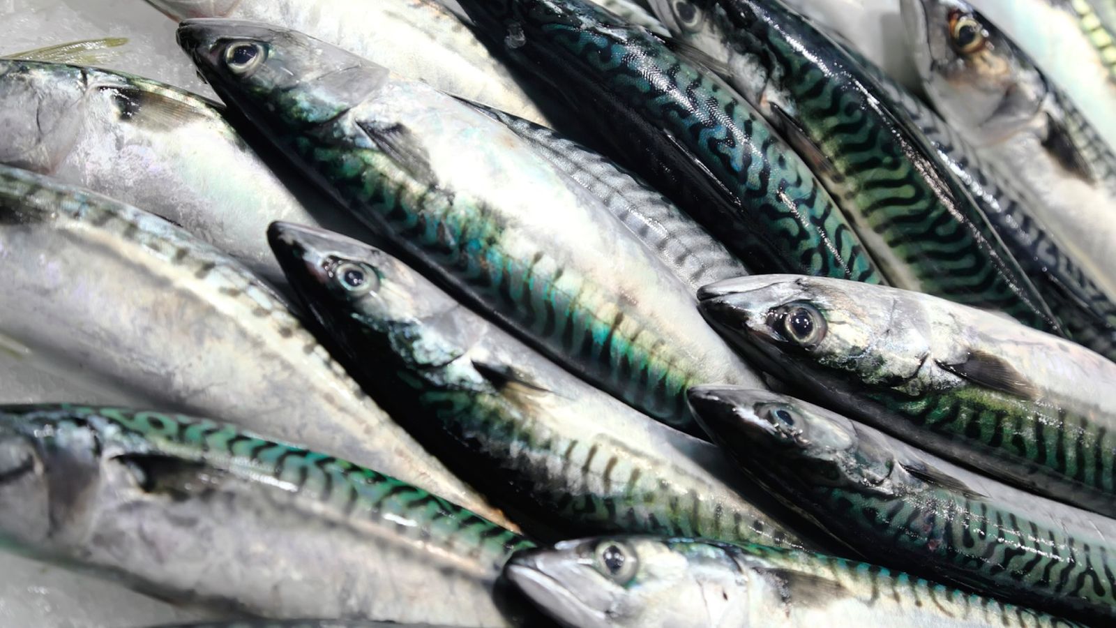 España analiza la población de caballa o verdel para establecer las cuotas