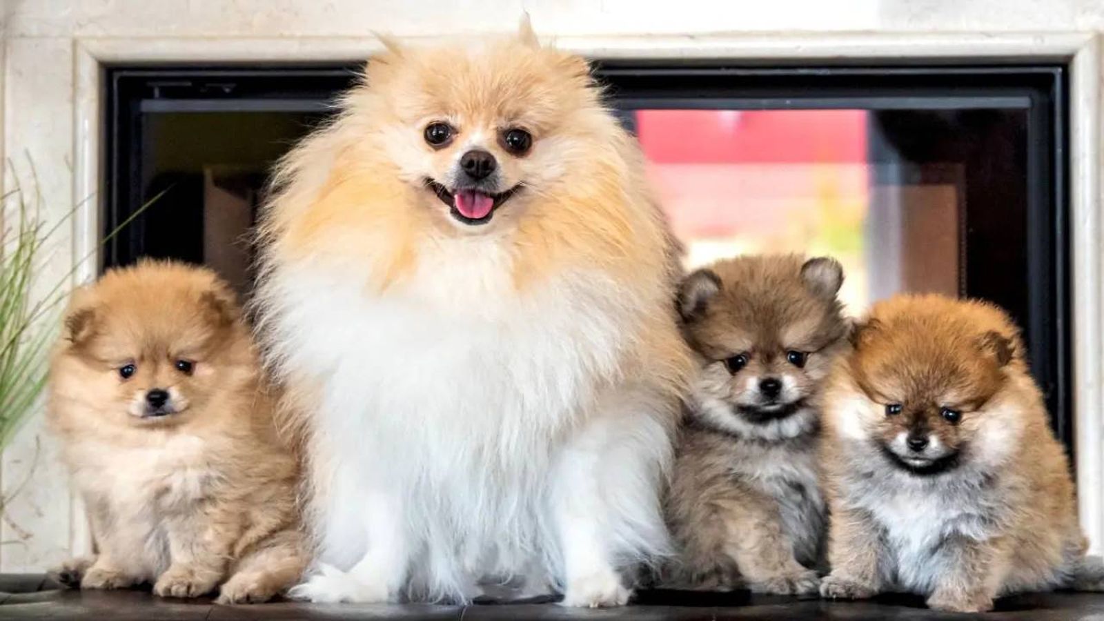 cuanto dura el embarazo de una perra 8 (1)