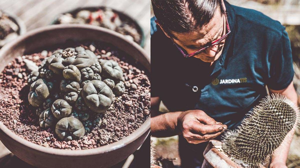 brico 1030 jardin cosecha semillas de cactus xl