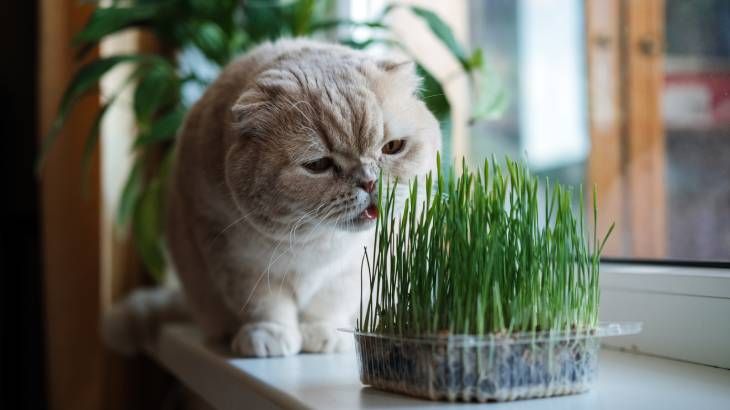Las diferencias entre el catnip y la hierba gatera son mínimas